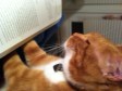 Angel (cat) Reading